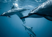 kaiyun：云端生活的新秩序，开启未来的日常